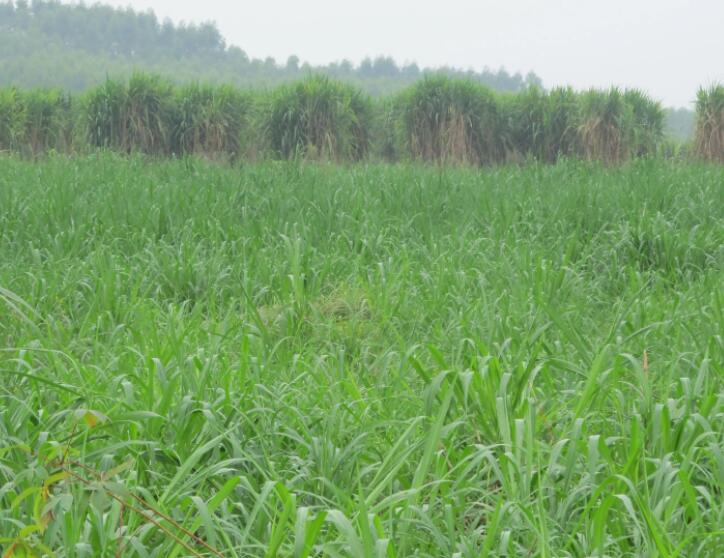 1649916802318786.jpg 1.jpg