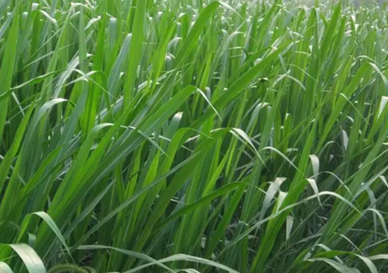 1649916819841378.jpg 3.jpg