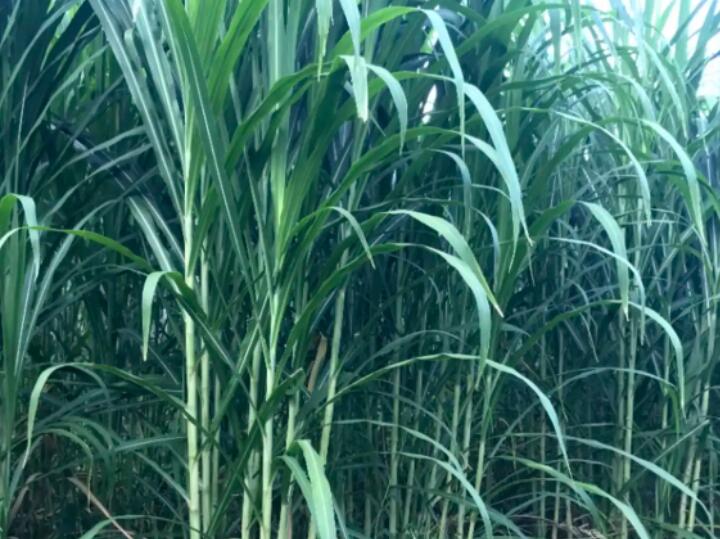 1649918286586501.jpg 1.jpg