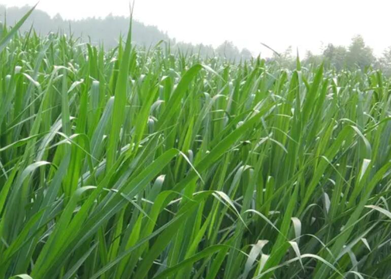 1649942783440215.jpg 2.jpg