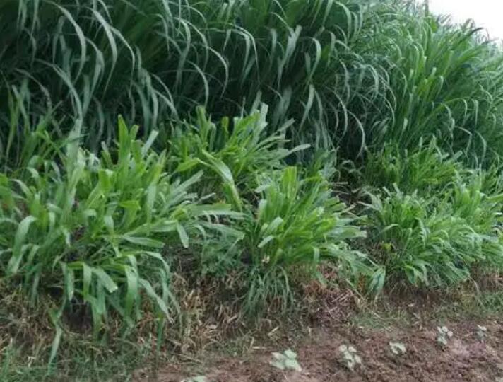 1650017697951342.jpg 3.jpg