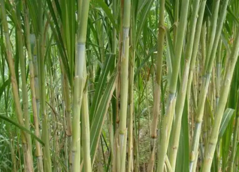 1650018958177342.jpg 1.jpg