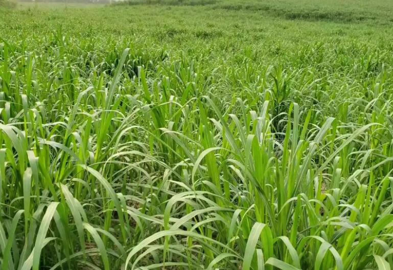 1650018966628203.jpg 2.jpg