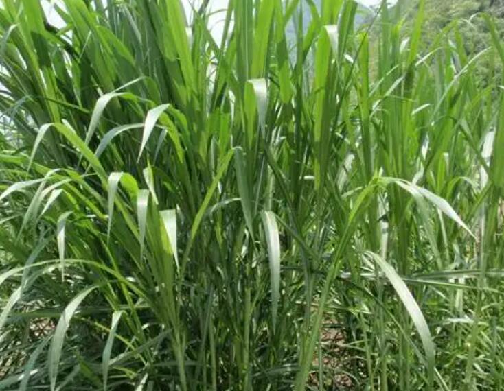 1650115014771406.jpg 2.jpg