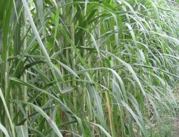 1650119721642015.jpg 2.jpg