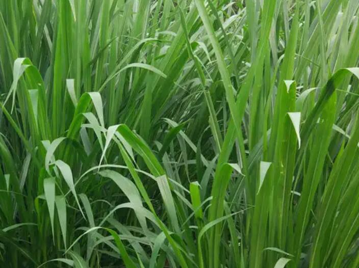 1650120176995722.jpg 2.jpg