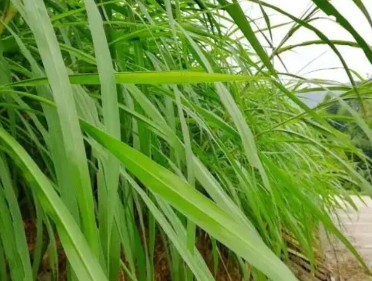 1650121118974806.jpg 3.jpg