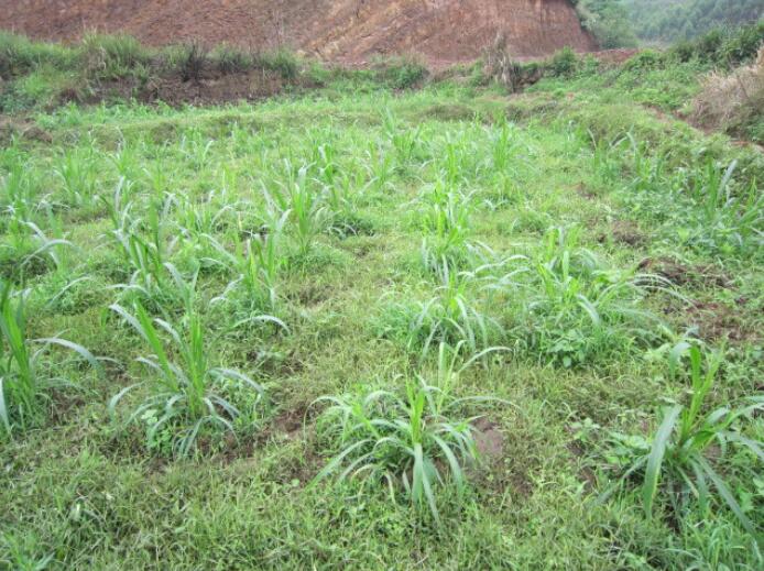 1650201038879190.jpg 1650201038879190.jpg