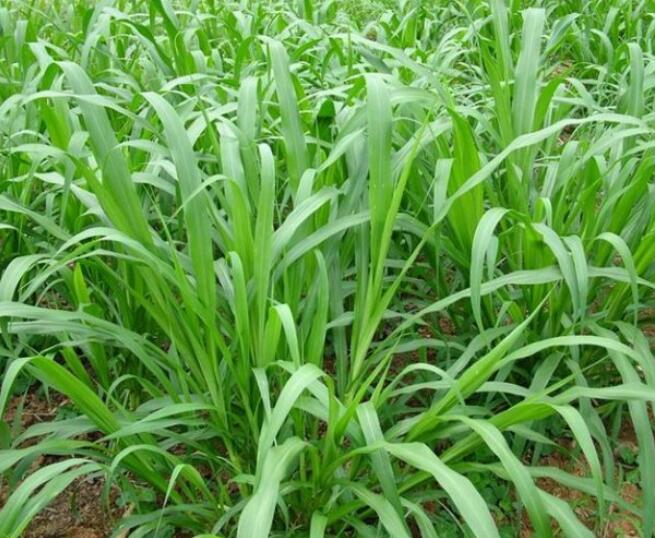 1650203676702305.jpg 1650203676702305.jpg