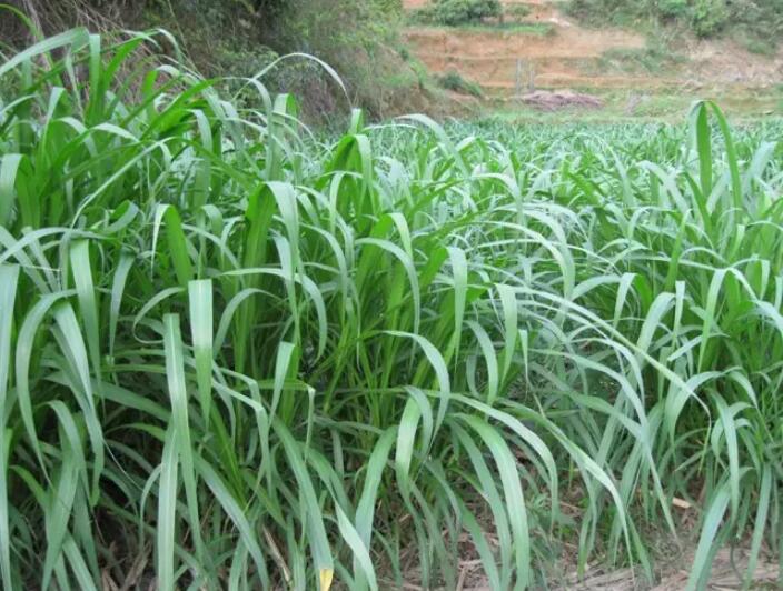 1650204911590304.jpg 1650204911590304.jpg