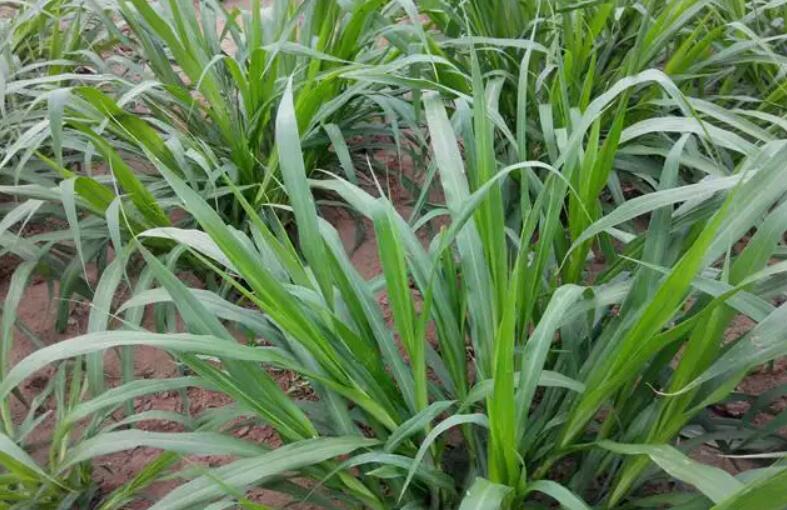 1650886907183413.jpg 2.jpg