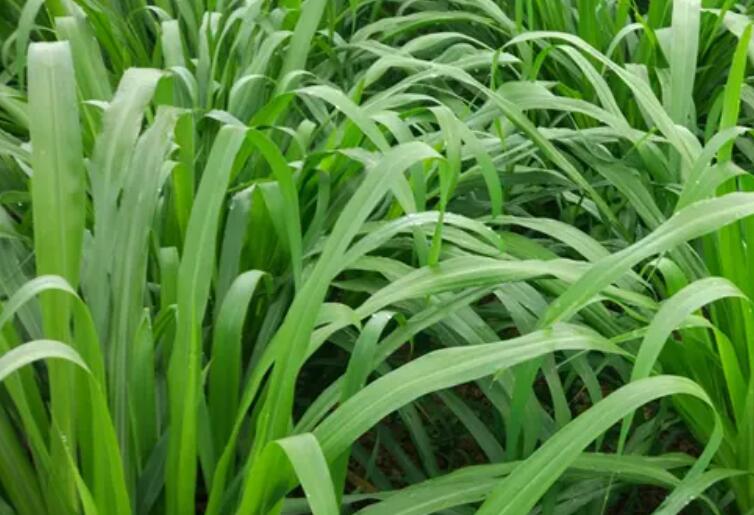 1650886922320504.jpg 3.jpg