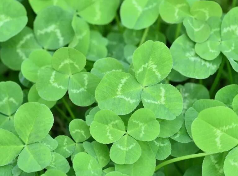 1651035436599229.jpg 1.jpg