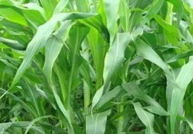 1652877669677805.jpg 2.jpg