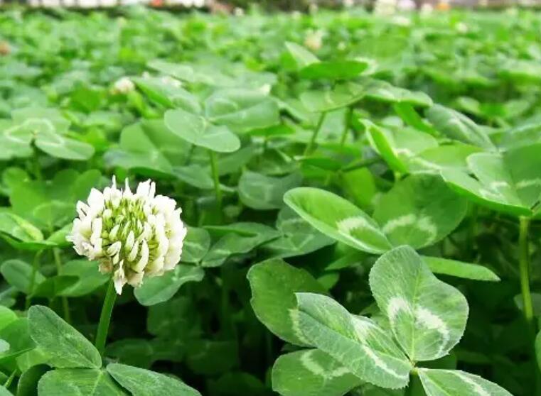 1653572615961643.jpg 3.jpg