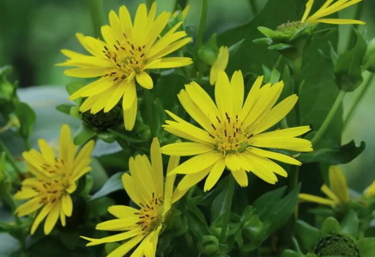 1653576246951535.jpg 1.jpg