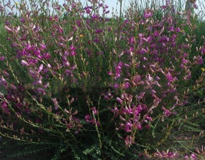 紅豆牧草 紅豆牧草