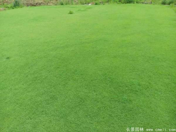 天堂草種子發芽出苗草坪圖片 天堂草種子發芽出苗草坪圖片