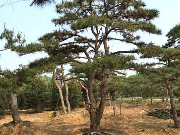 1658054059602925.jpeg ef8040dc8365d69ad16108a8f4c45835.jpeg