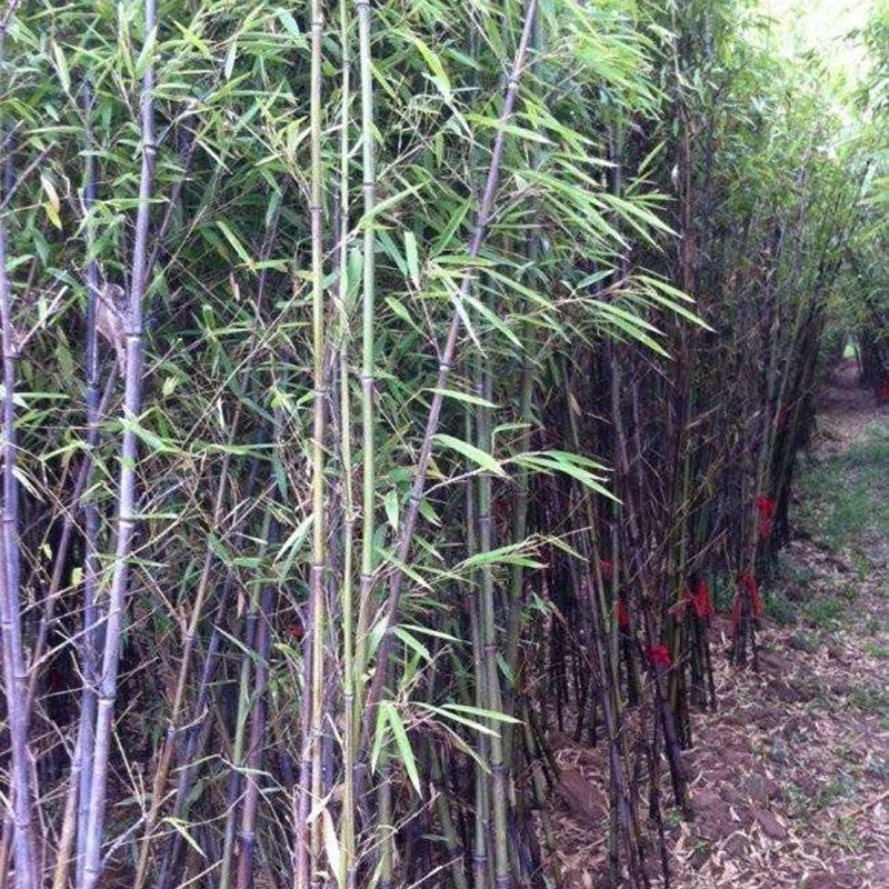 紫竹 紫竹