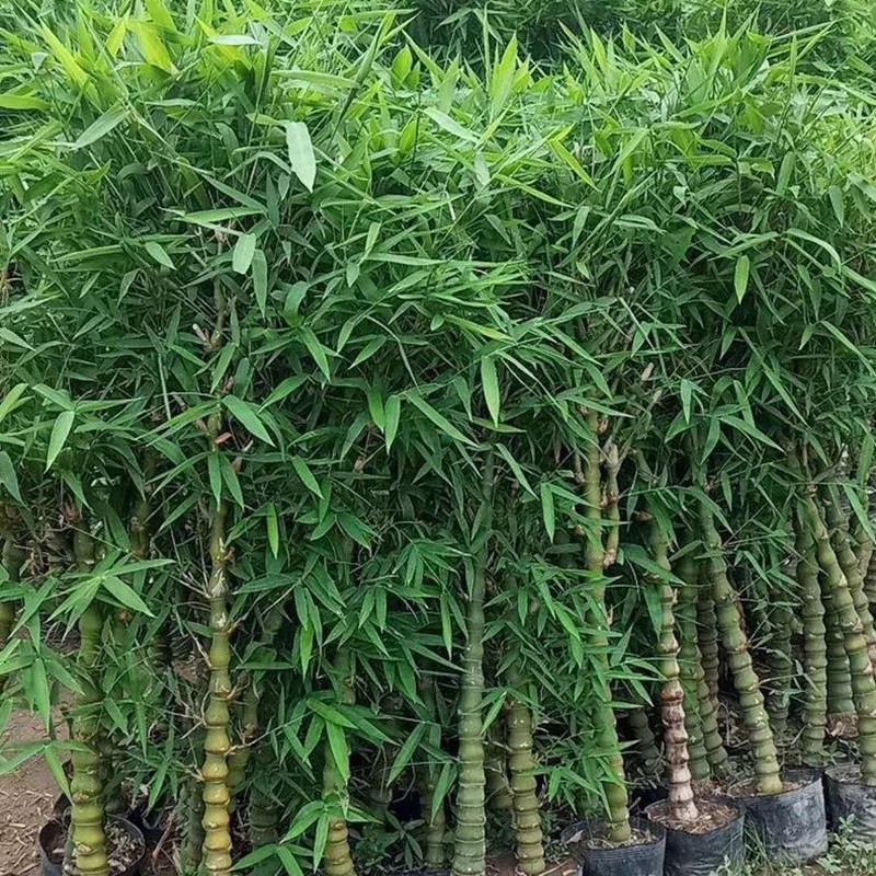 佛肚竹 佛肚竹