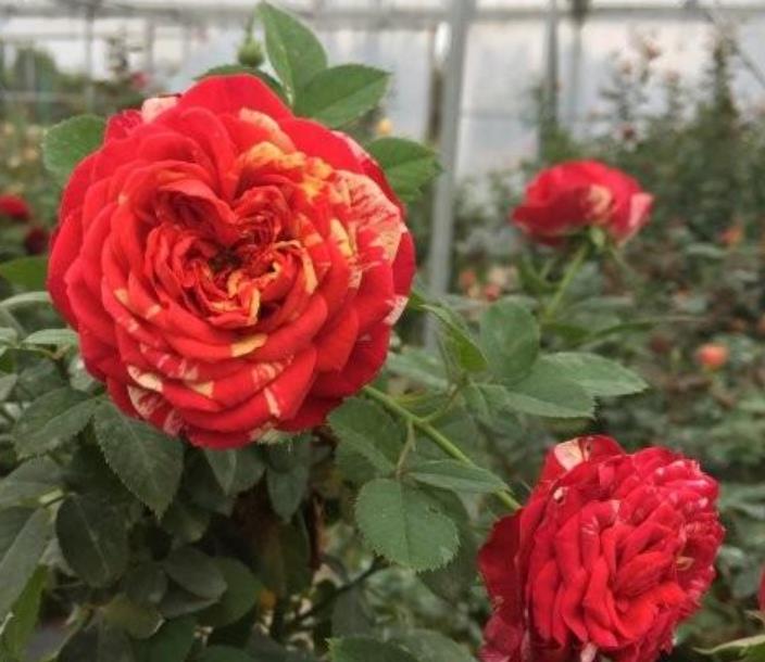 藤本月季 藤本月季