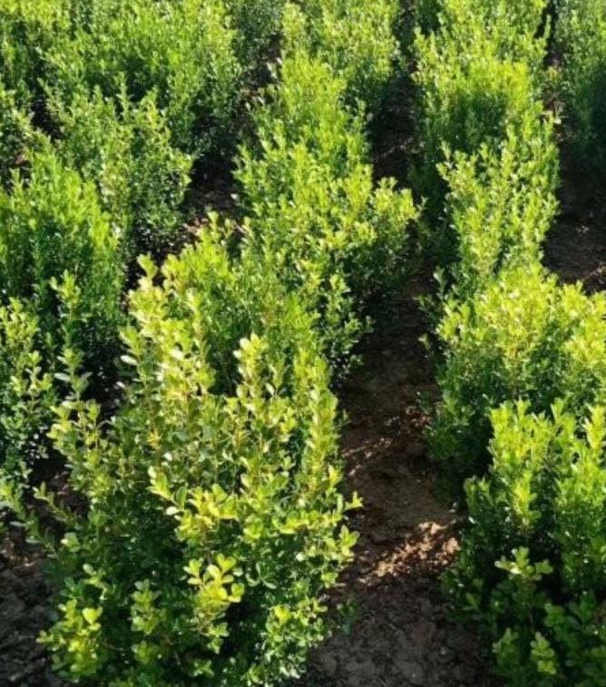 瓜子黃楊 瓜子黃楊