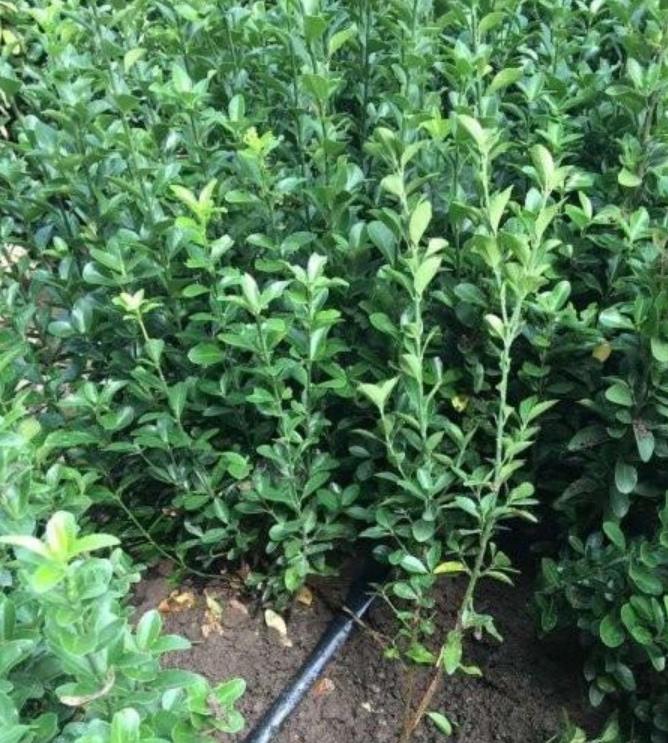 大葉黃楊 大葉黃楊