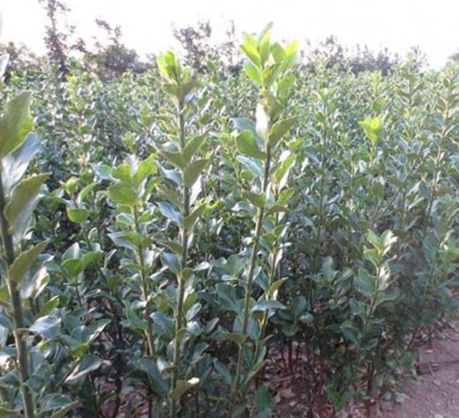 大葉黃楊 大葉黃楊