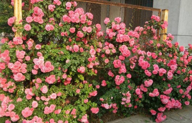 1660046416731729.jpeg 1660046416731729.jpeg