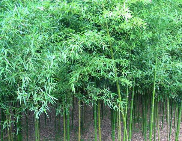 1660390252830634.jpeg 1660390252830634.jpeg