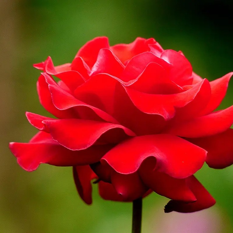 紅色優雅月季