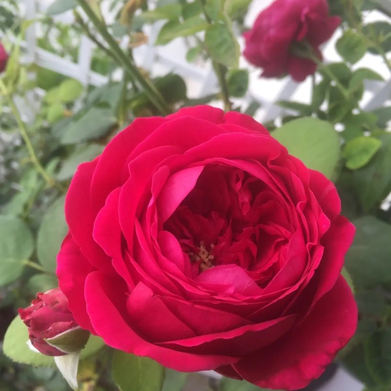 雙人芭蕾月季 雙人芭蕾月季