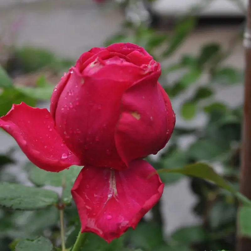 雙人芭蕾月季 雙人芭蕾月季