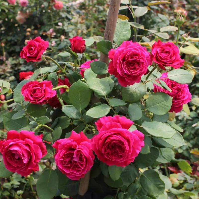 雙人芭蕾月季 雙人芭蕾月季