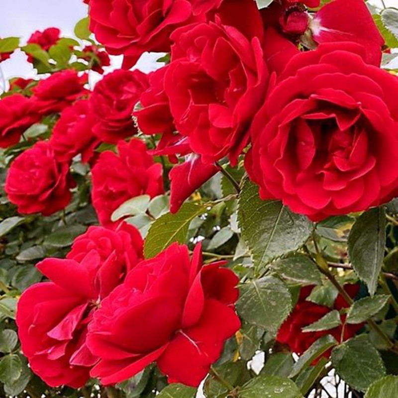 御用馬車月季 御用馬車月季