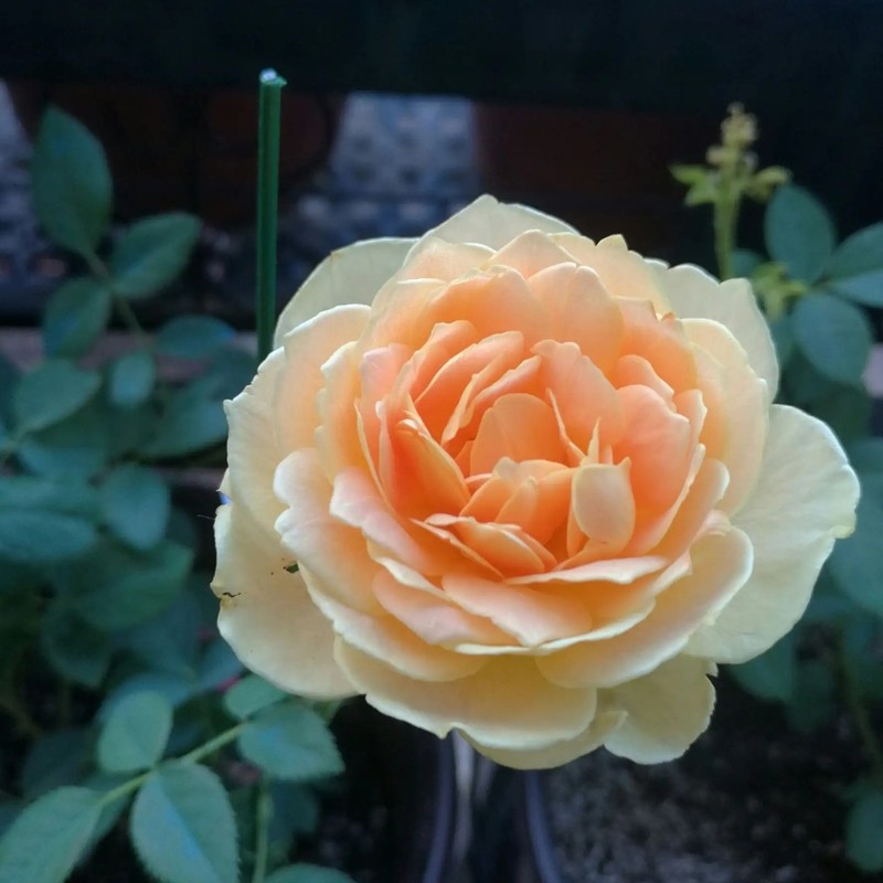 魔力光輝月季 魔力光輝月季