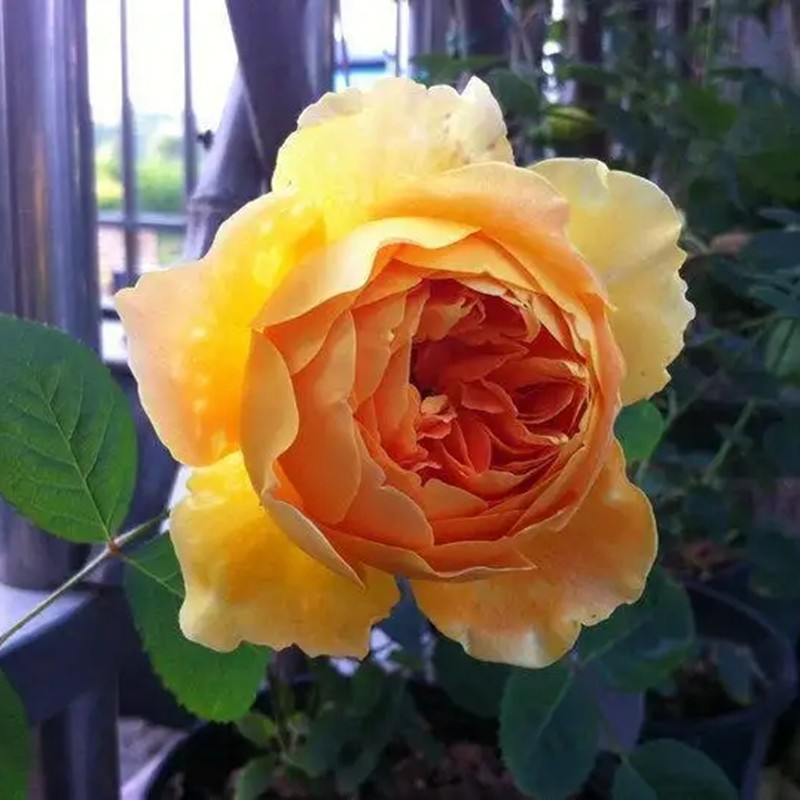 魔力光輝月季 魔力光輝月季