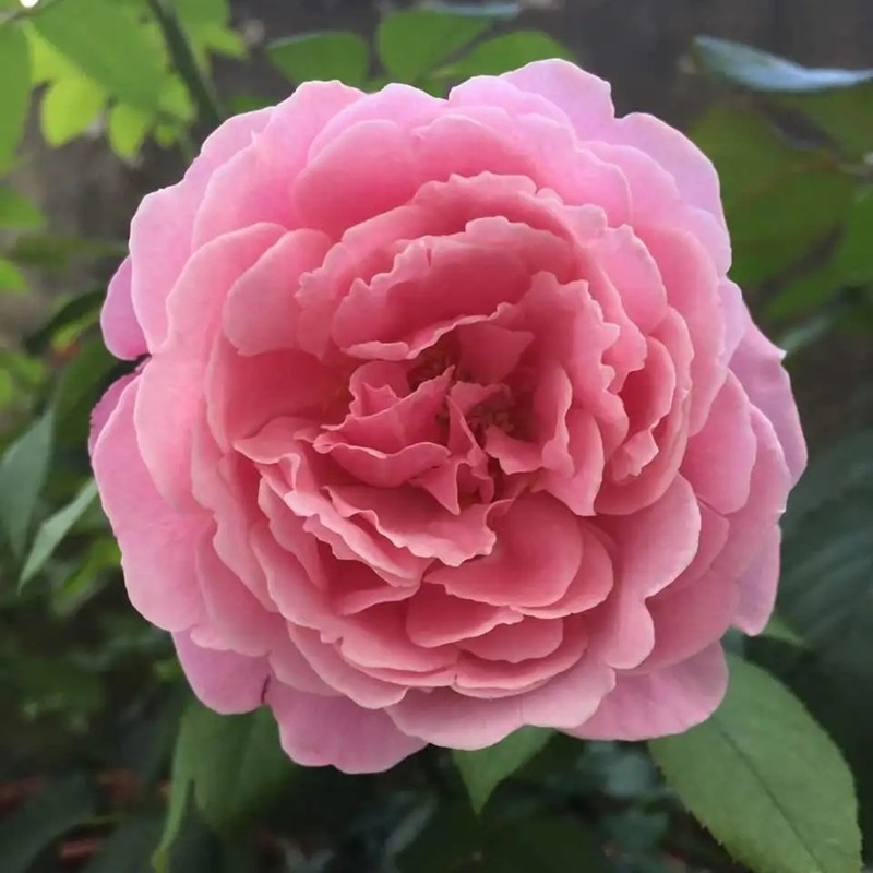 紐曼姐妹月季 紐曼姐妹月季