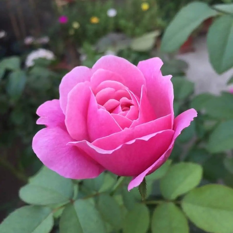 紐曼姐妹月季 紐曼姐妹月季