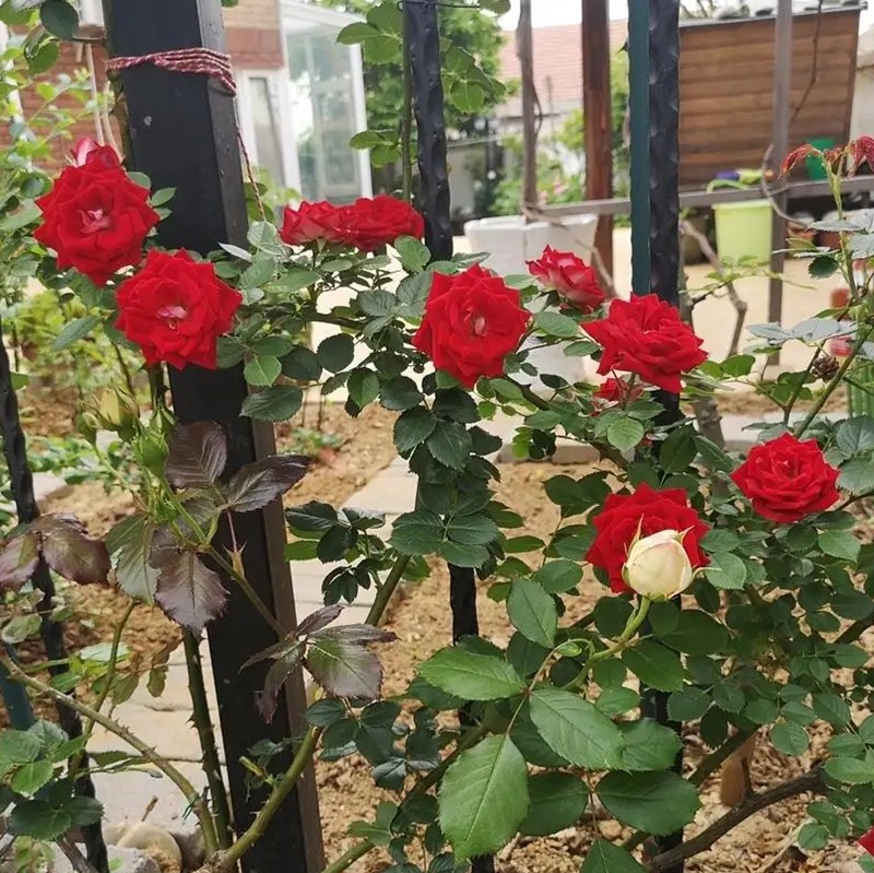 藤本小女孩月季 藤本小女孩月季