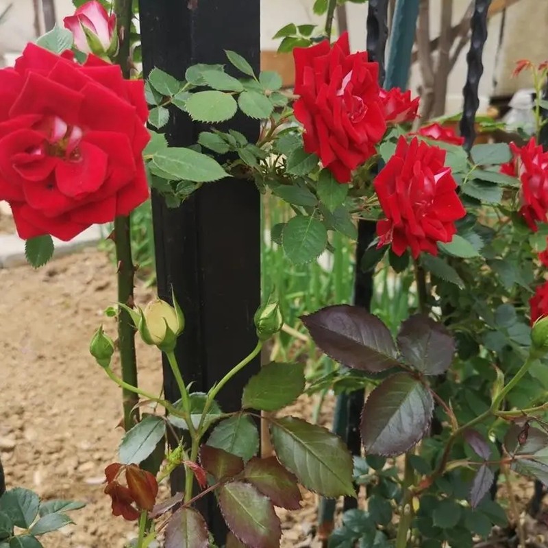 藤本小女孩月季 藤本小女孩月季