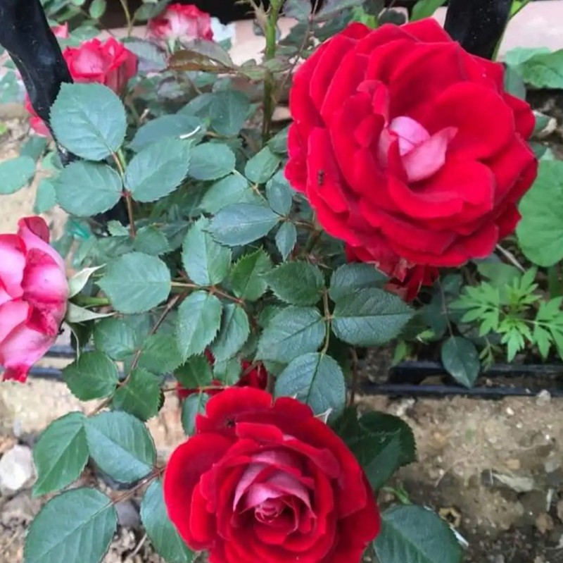 藤本小女孩月季 藤本小女孩月季