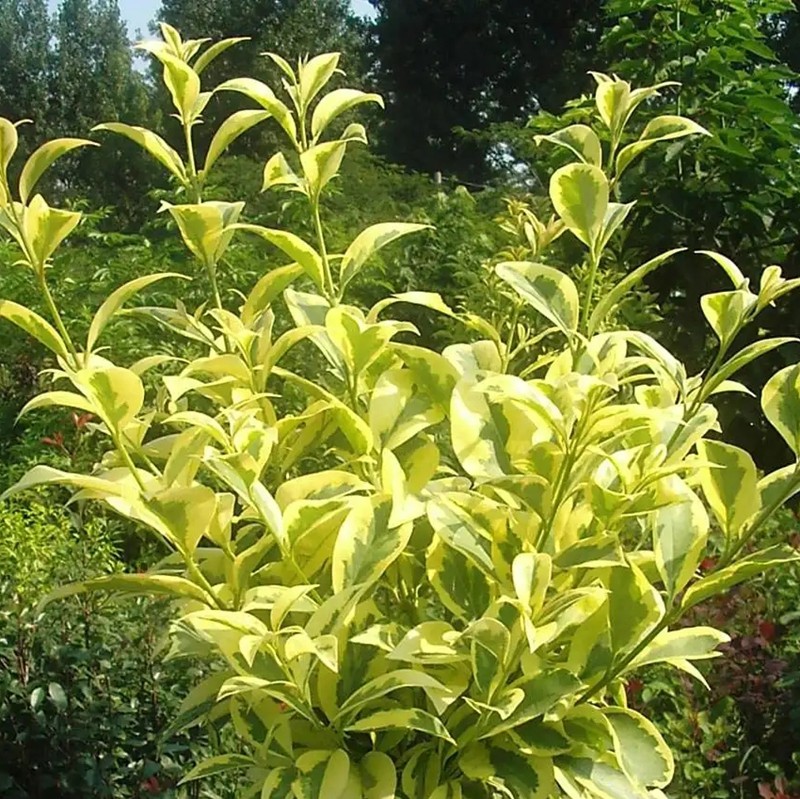 金葉女貞 金葉女貞