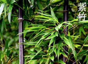 紫竹圖片 紫竹圖片