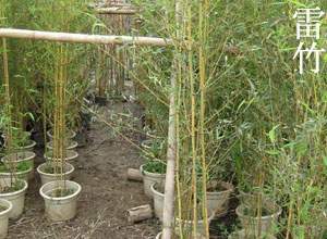雷竹 雷竹