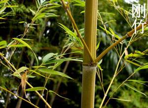 剛竹 剛竹