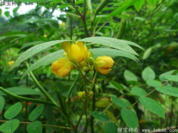 望江南種子 望江南種子