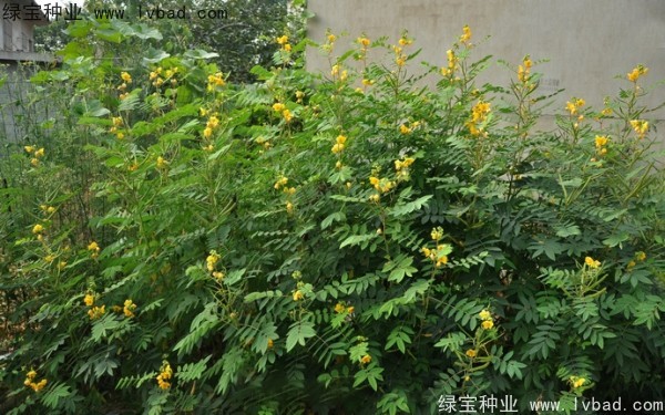 望江南種子 望江南種子