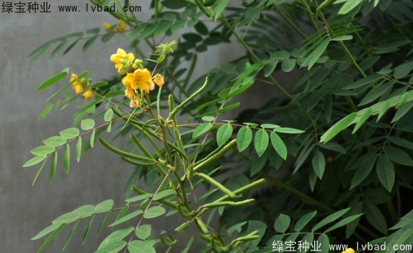 望江南種子 望江南種子